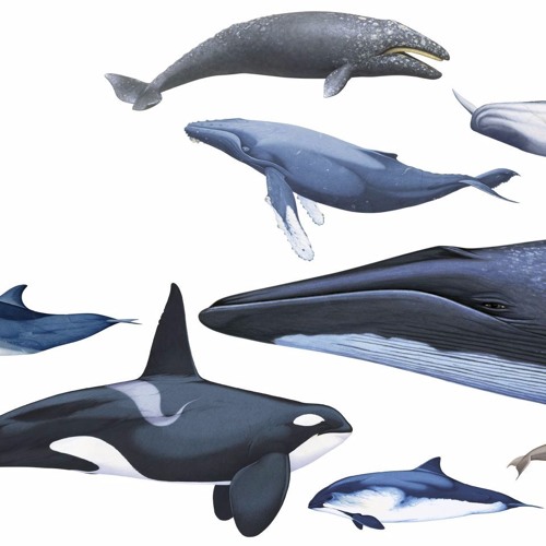 Cetaceans’s avatar