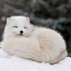 아스라이