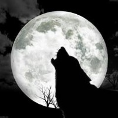 Schwarzer Wehrwolf