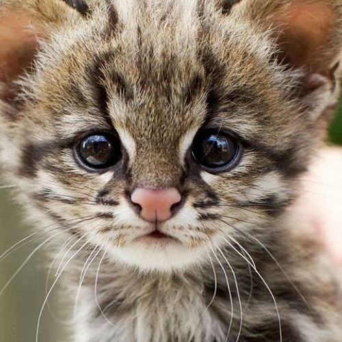 伊藤れいな S Stream