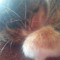 Jelly Bean