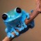 AcidFrogg