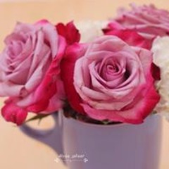 Alyaa Jafar Abdulkareem