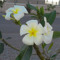 Ahmed Hamdy 374