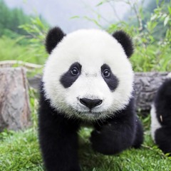 panda_emissary
