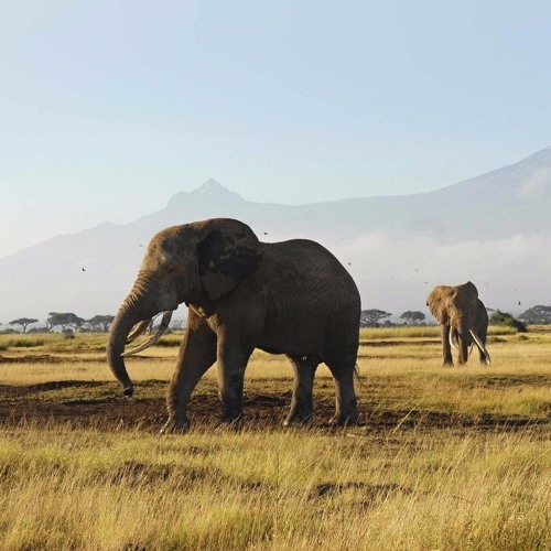 Stream Shakka Walking With Elephants ft. Frisco [Nightcore Inspired