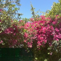 el kebeer awy