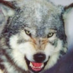 Марк Байдебура