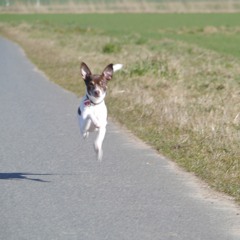 Anke Nietnormaal
