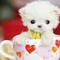pupinacup