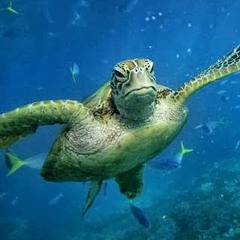 Dosya teh Turtle