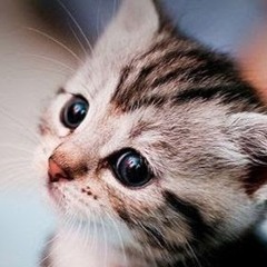 Zombie Kittens