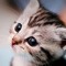 Zombie Kittens