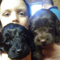 Ryan Edward Salisbury