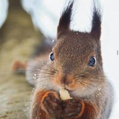 Emily Beth Squirrely