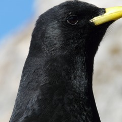 kointepellar_i_fjæra