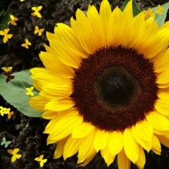 Catalina Godoy Roman