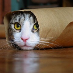 cuntlicker