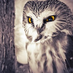 owl sun (owl mister)