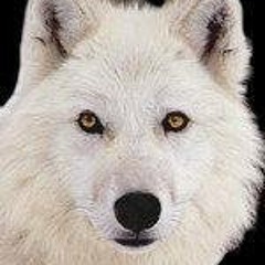 Willy Loup Blanc