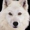 Willy Loup Blanc