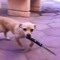 roosh