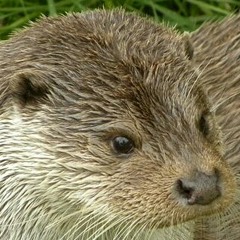 I like otters