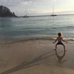 Die Ibizenkische Ameise