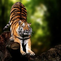 Siddharth M