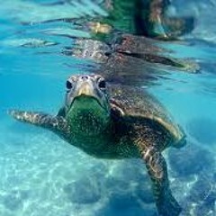 Thomas Aleksander Anda