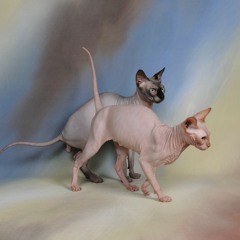 Bebe Jackson W. Crackwil