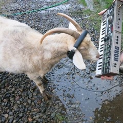 GOATProductions