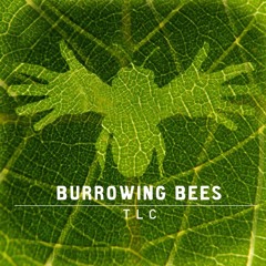 Burrowing Bees