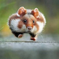 sub