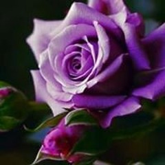 أميرة الورد