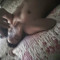 Rosy Corea