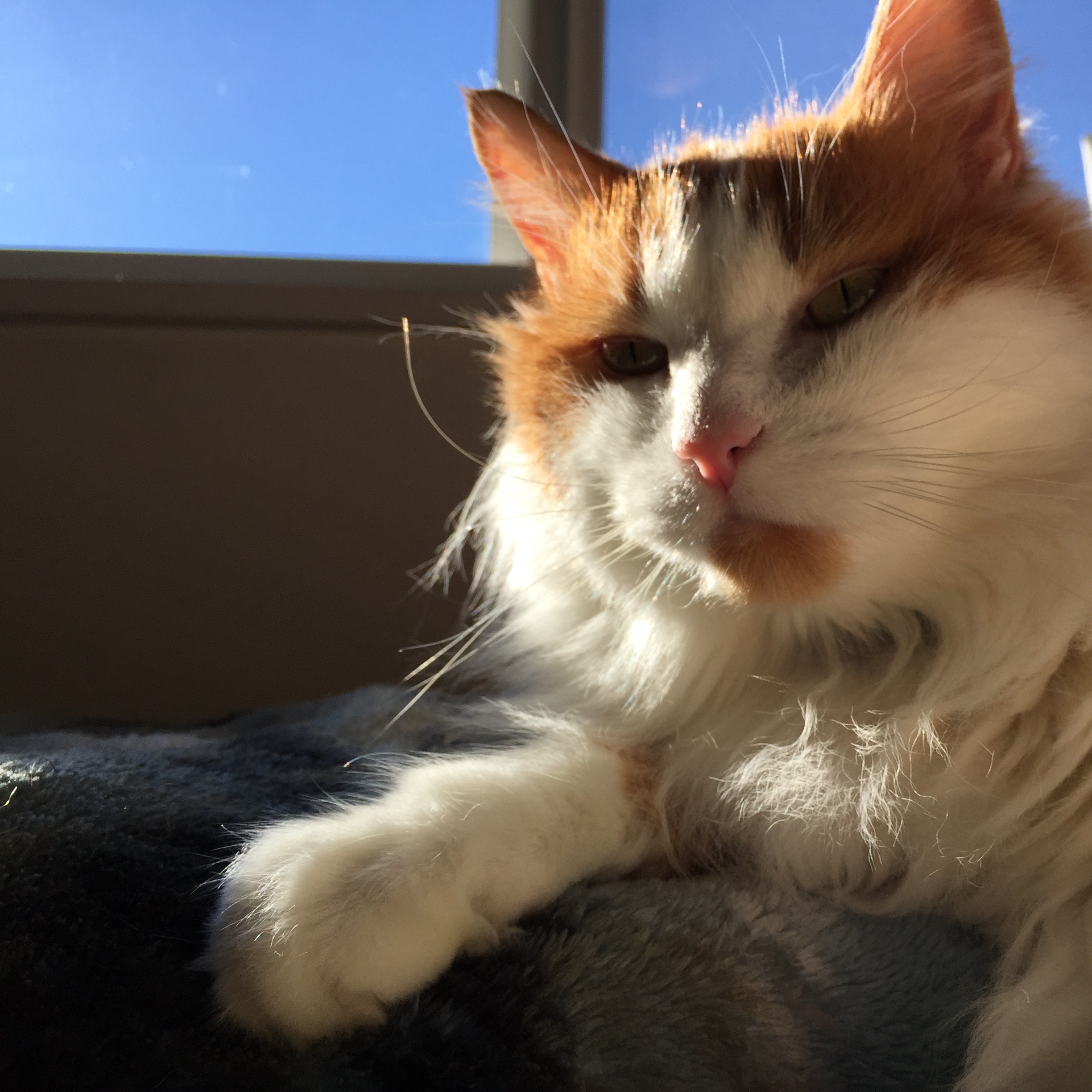 Budding Music Podcast