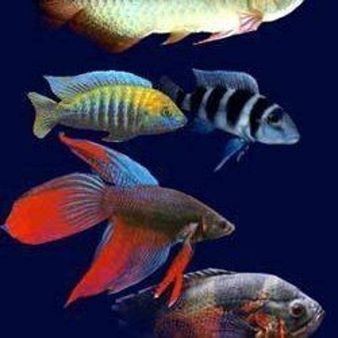 Stream Freshwater Fish music | Listen to songs, albums, playlists for ...