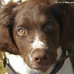 Ollo's Olive