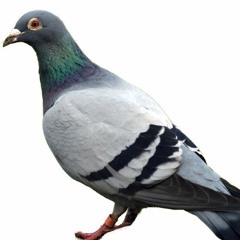 pigeonpanhandle [TEMPORARY HIATUS]
