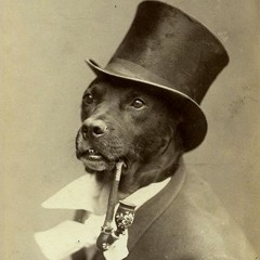 Hat On Dog