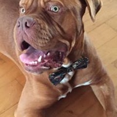 Jean Louis McConaghy