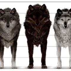 We 're Wolves