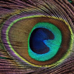 Feather's Eye