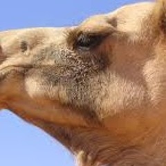 الله يصيب الظروف ويقطع الحاجه