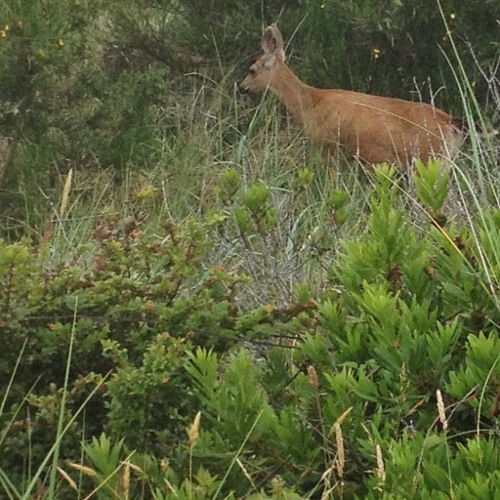 Really bad bootleg Siames- The Wolf cover.