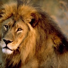 Lionboy