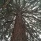 The Tree