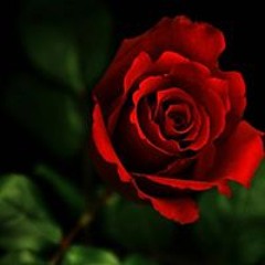 أميره السعدي