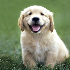 Trappin Out The Bondo